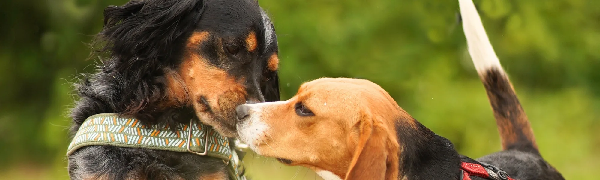 Twee honden neus aan neus