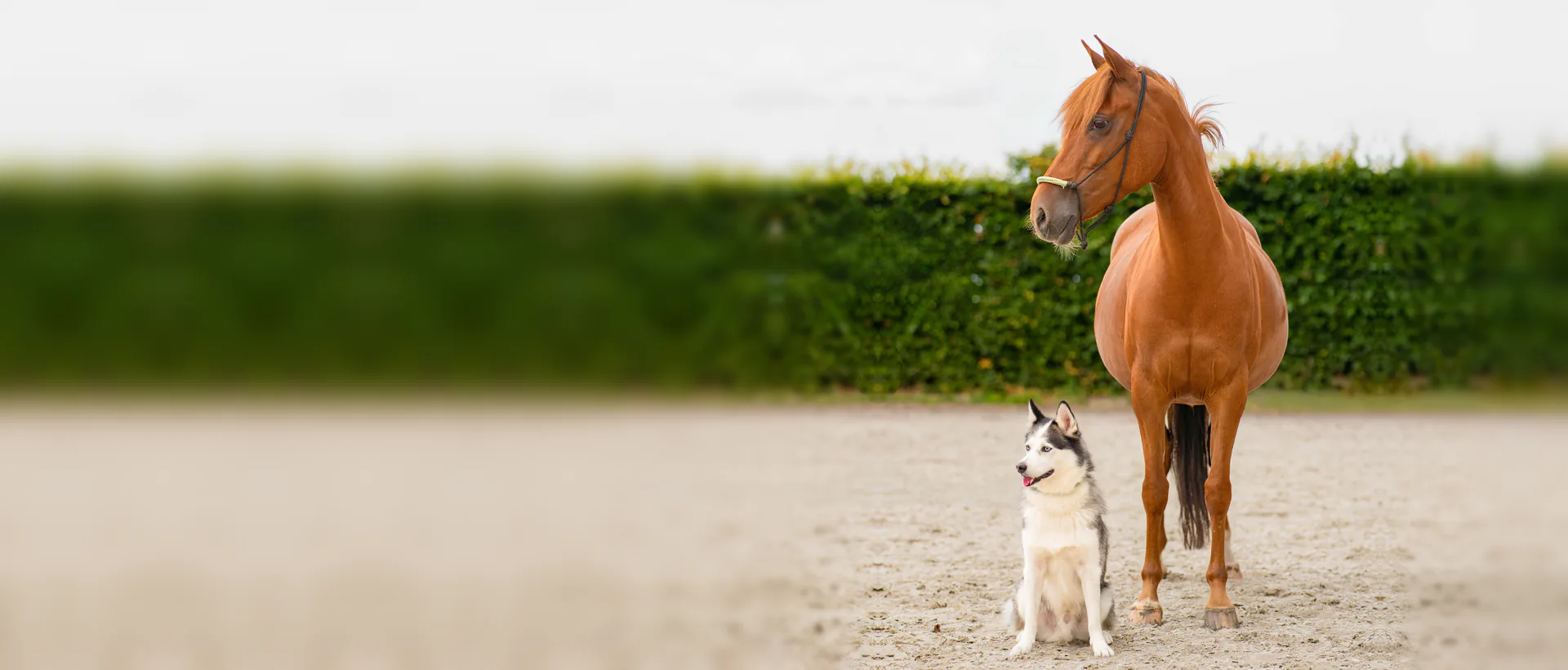 Een pony en een husky naast elkaar op de rijbaan