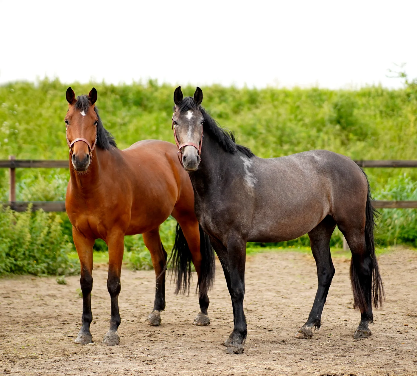 Twee paarden in de paddock