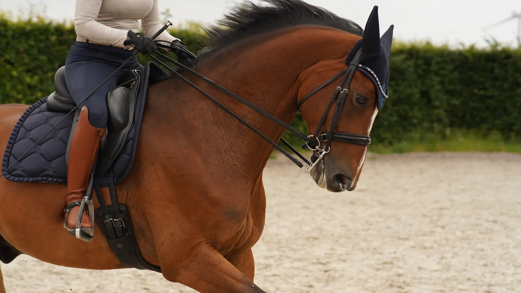Paard in het werk