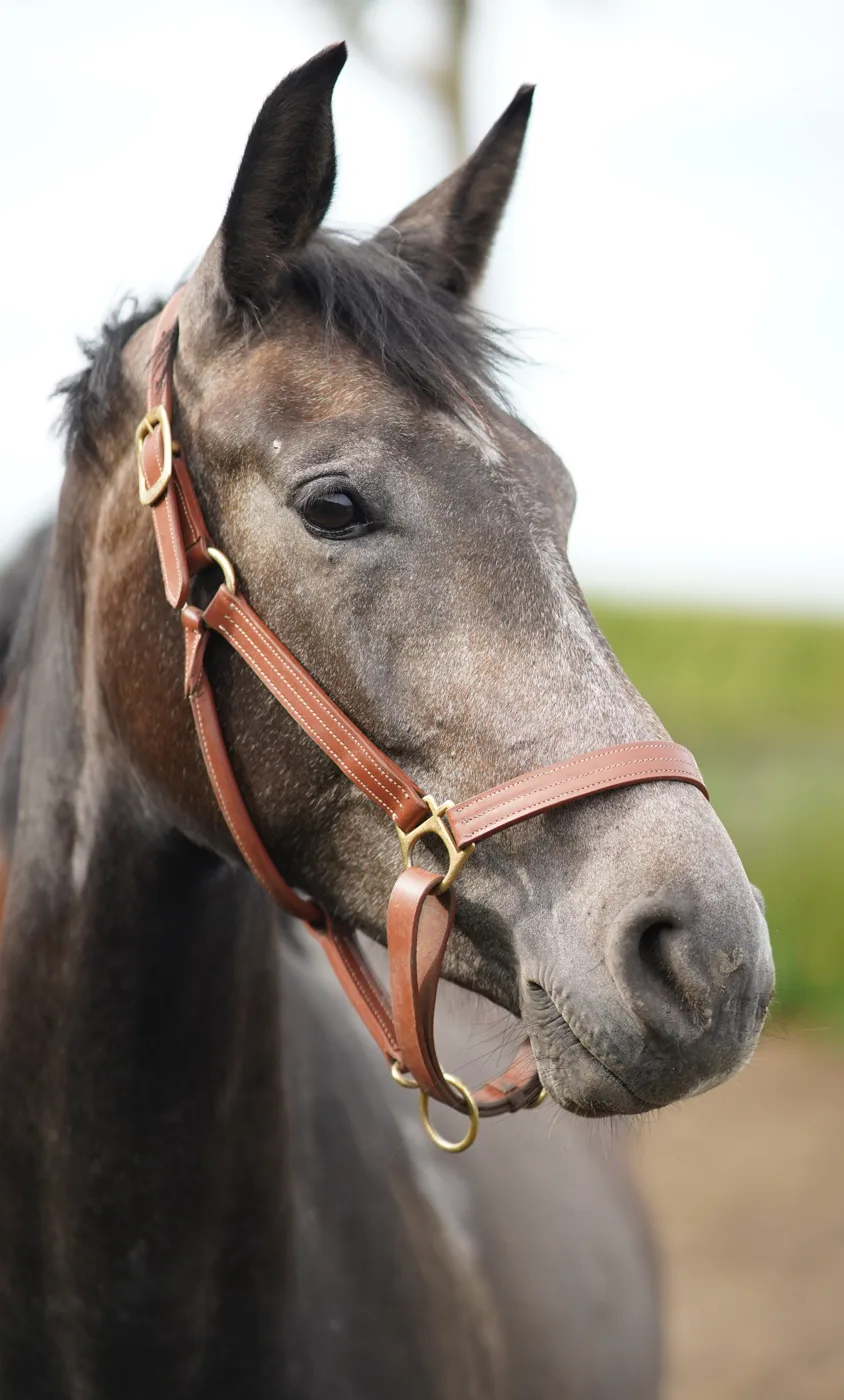 Paard op Stal De Plaet