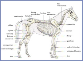 Glucosamine